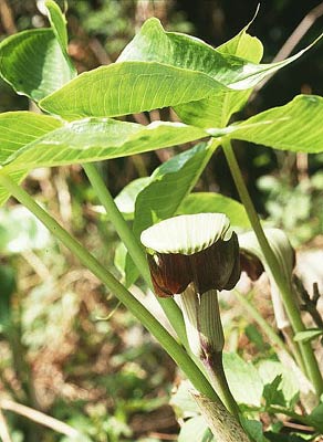 ���T�V�A�u�~