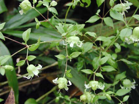 �i���o���n�R�x