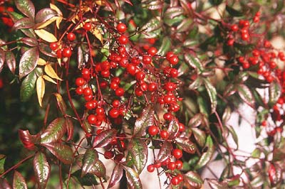 �i���e��