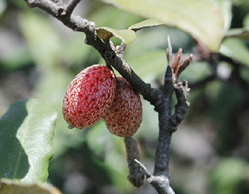 �i���V���O�~