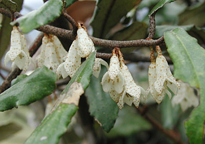 �i���V���O�~