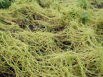 �l�i�V�J�Y��