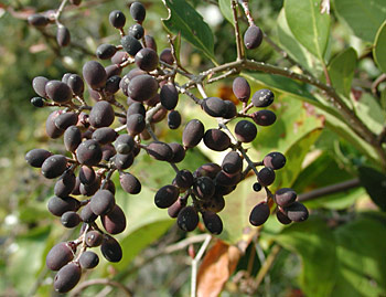 �l�Y�~���`