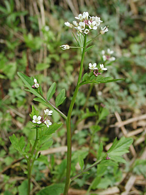 �j�V�m�I�I�^�l�c�P�o�i