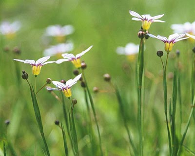 �j���[�L�V���E