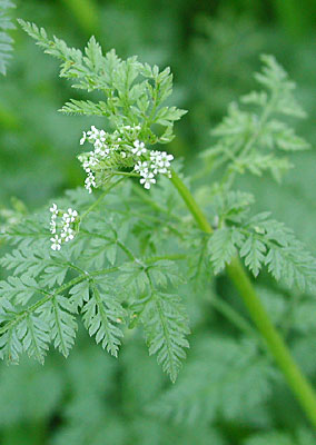 �m�n���W���N