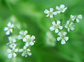 �m�n���W���N