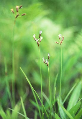 �m�n���e���c�L