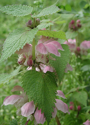 �I�h���R�\�E