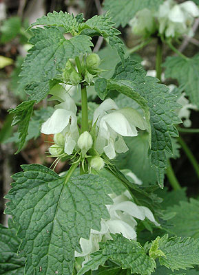 ���ԃI�h���R�\�E