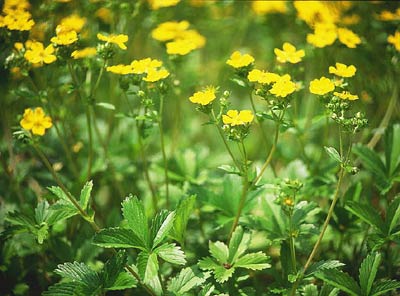 �I�w�r�C�`�S