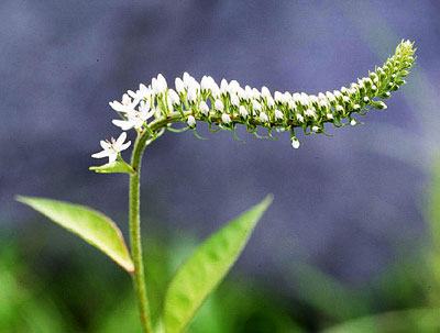 �I�J�g���m�I