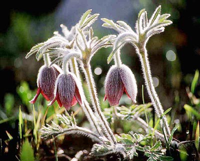 �I�L�i�O�T