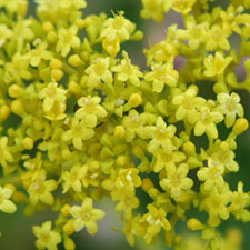 �I�~�i�G�V