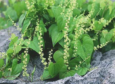 �I�j�h�R��