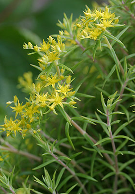 �I�m�}���l���O�T