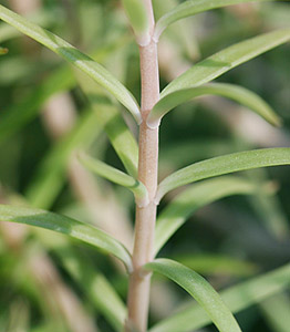 �I�m�}���l���O�T