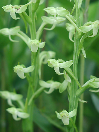 �I�I�o�m�g���{�\�E