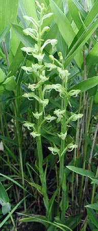 �I�I�o�m�g���{�\�E