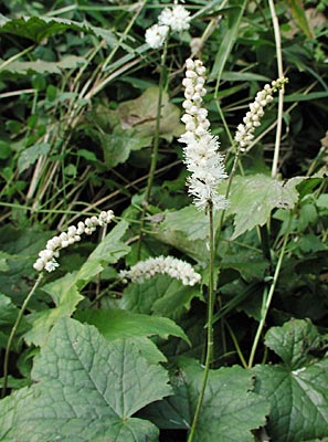 �I�I�o�V���E�}