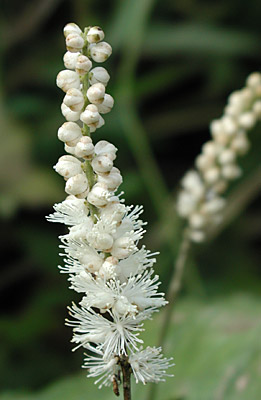 �I�I�o�V���E�}