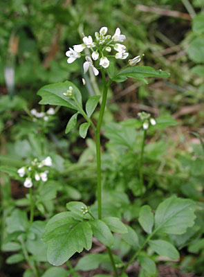 �I�I�o�^�l�c�P�o�i