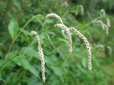 �I�I�C�k�^�f