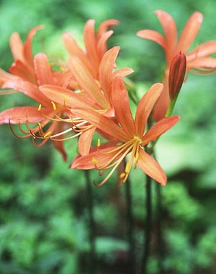 �I�I�L�c�l�m�J�~�\��