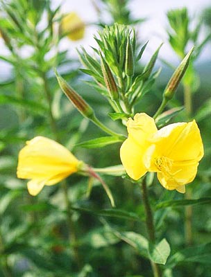 �I�I�}�c���C�O�T