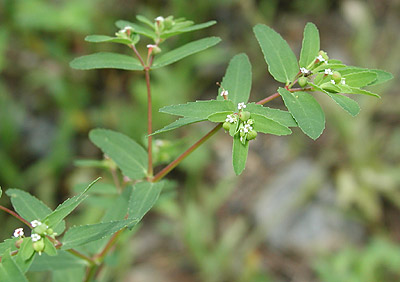 �I�I�j�V�L�\�E