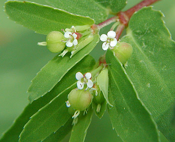 �I�I�j�V�L�\�E