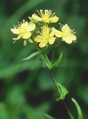 �I�g�M���\�E