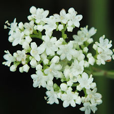 �I�g�R�G�V