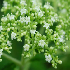 �I�g�R�I�~�i�G�V