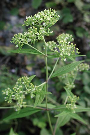 �I�g�R�I�~�i�G�V