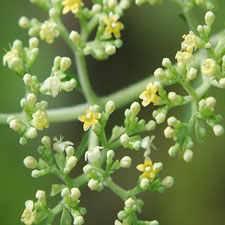 �I�g�R�I�~�i�G�V