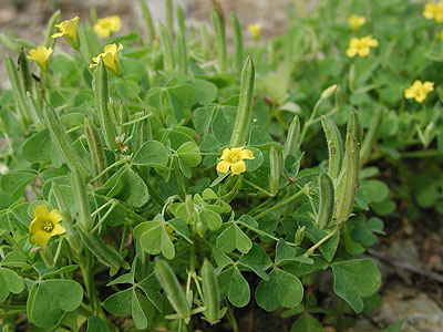 �I�b�^�`�J�^�o�~