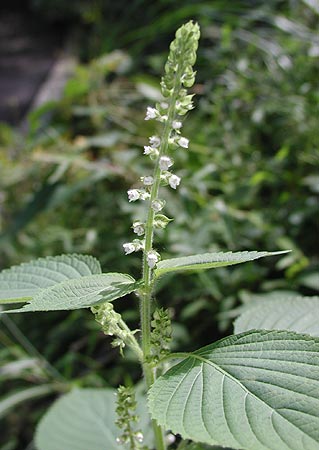 �������G�S�}