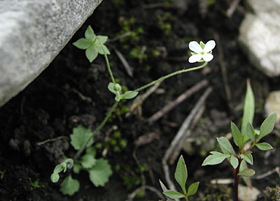 �����E�L���E�R�U�N��