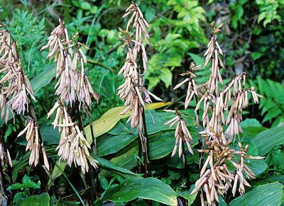 �T�C�n�C����