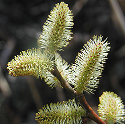 �T�C�R�N�L�c�l���i�M�Y��