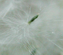 �T�C�R�N�L�c�l���i�M��q