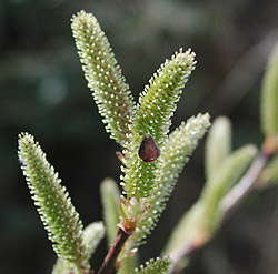 �T�C�R�N�L�c�l���i�M����