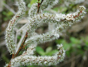 �T�C�R�N�L�c�l���i�M��