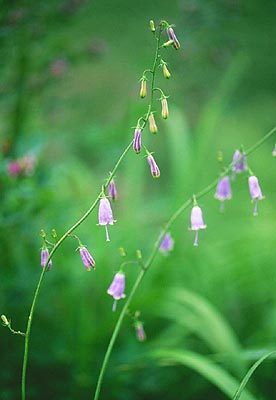 �T�C���E�V���W��