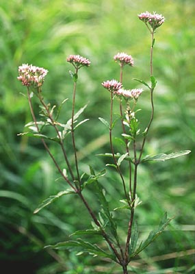 �T�P�o�q���h��