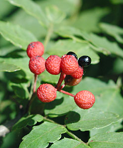 �T���V���E