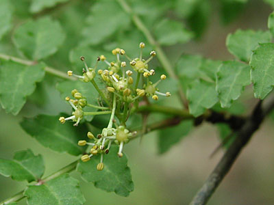 �T���V���E