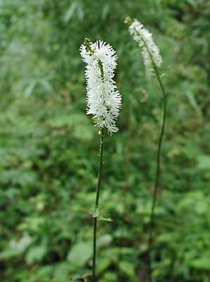 �T���V�i�V���E�}