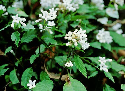 �T�c�}�C�i����